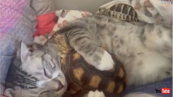 猫の背中に乗ったカメ