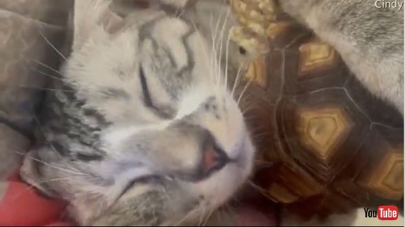 カメをハグして眠る猫
