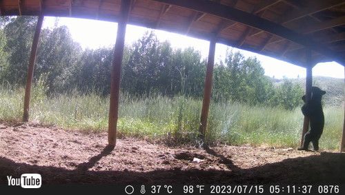 「Young Bear Scratches Its Back on Pole || ViralHog」