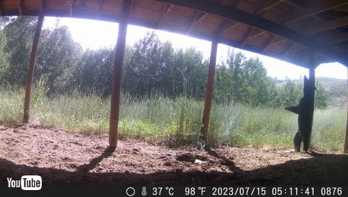 「Young Bear Scratches Its Back on Pole || ViralHog」