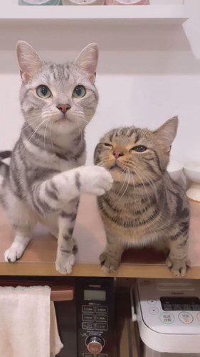 おやつの順番待ち