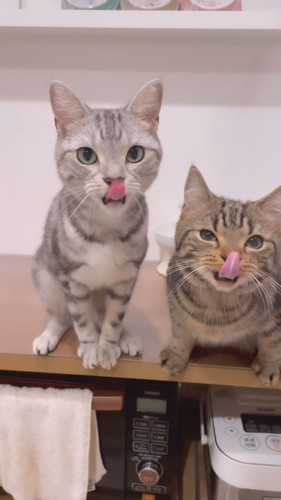 おやつの順番待ち