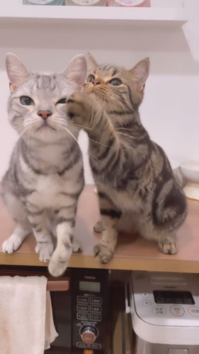 おやつの順番待ち