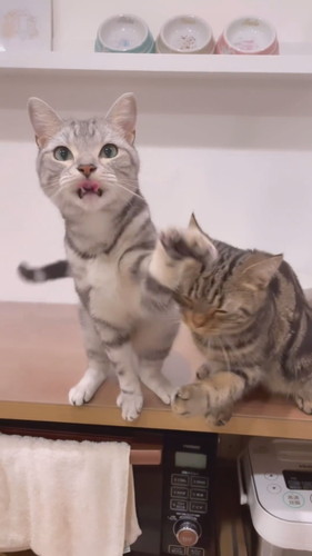 おやつの順番待ち