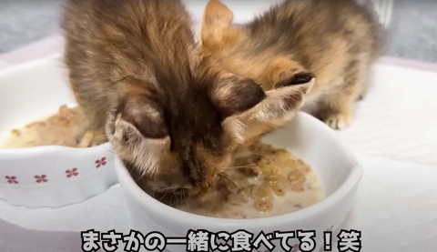 まさかの一緒に食べてる