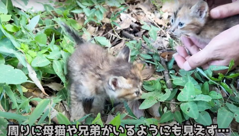 周りに母猫や兄弟が