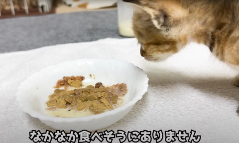 なかなか食べそうにありません