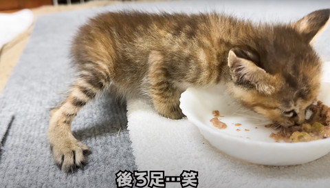 後ろ足テロップ