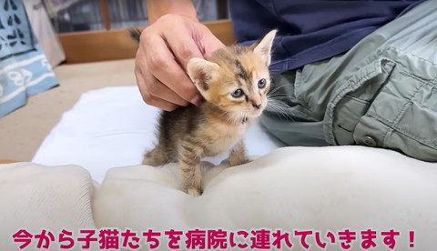 今から子猫たちを病院に
