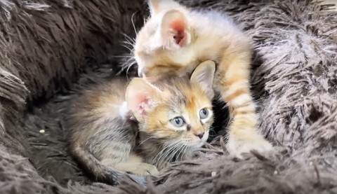 寄り添う子猫たち