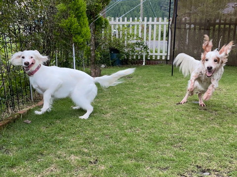 庭で走るワンコたち
