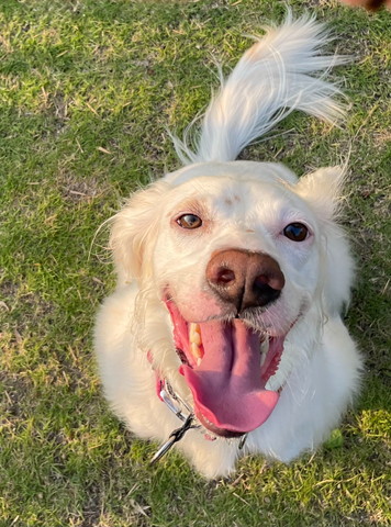 笑顔で見上げるワンコ