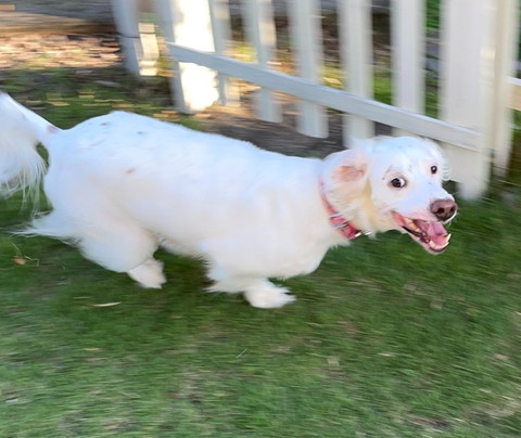 走り出すワンコカメラ目線