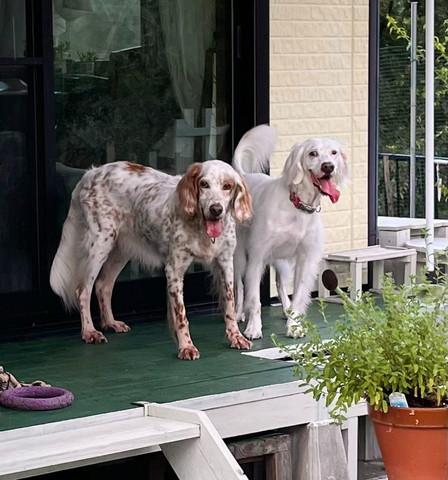 ワンコ2匹遠くから