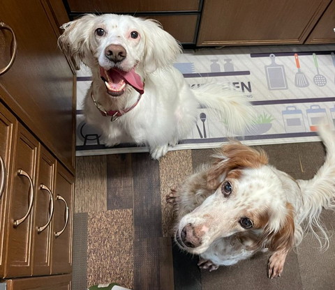 台所で見上げる2匹