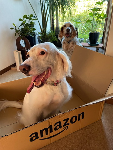 箱に入ってるワンコと後ろにワンコ