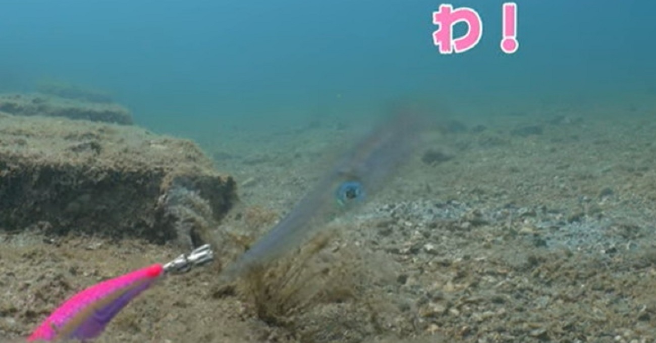 “イカが食べ辛くなる呪いの光景”が「みたら終わり」「飼いたくなる笑」と話題に　かわいすぎる赤ちゃんイカに呪われる人続出 | ねとらぼ