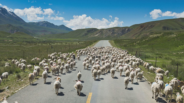 アフロ　アハ体験クイズ　ねとらぼ