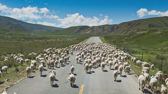 アフロ　アハ体験クイズ　ねとらぼ
