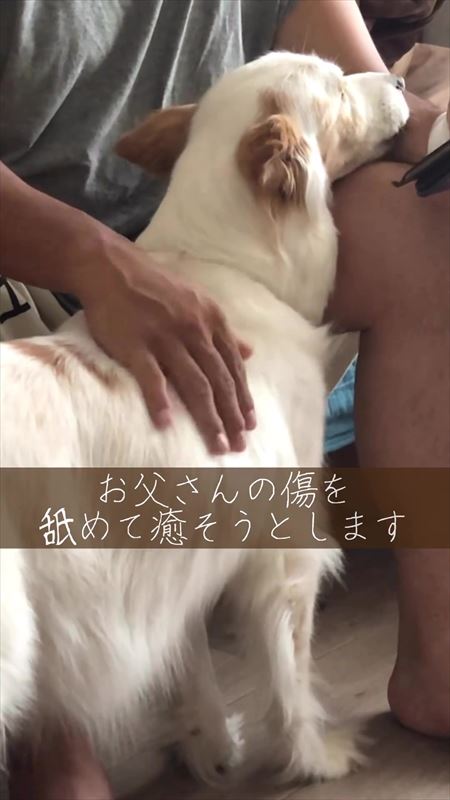 パパを心配するやさしいワンコ