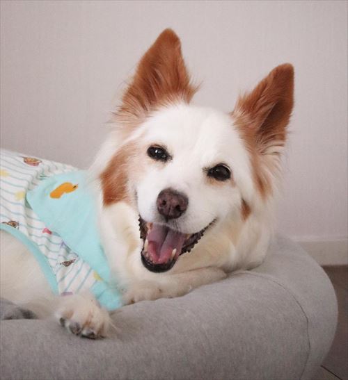 パパを心配するやさしいワンコ