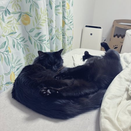 黒猫ちゃんたち