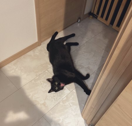 待つ黒猫ちゃん