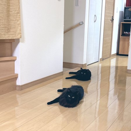 黒猫ちゃんフォーメーション
