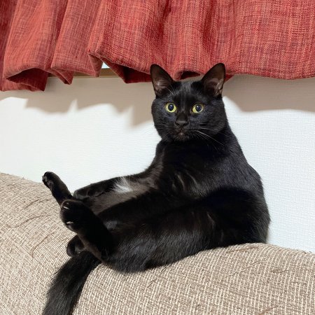 黒猫ちゃんもっちり