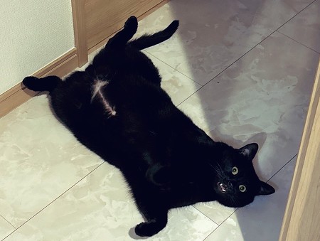 黒猫ちゃんアップ