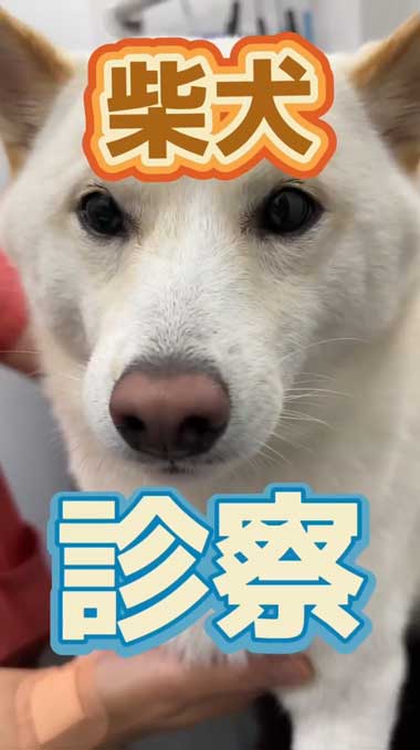 誤食した柴犬