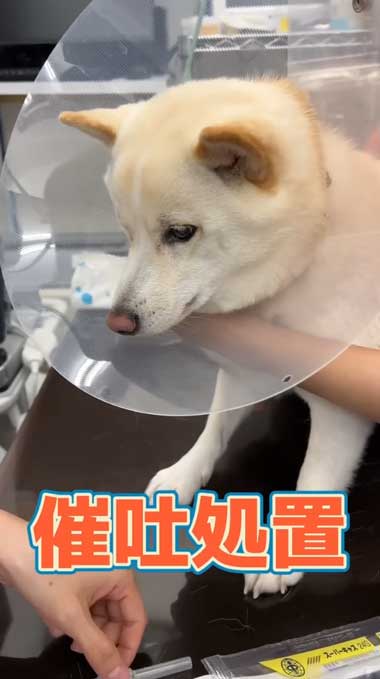 おとなしい柴犬