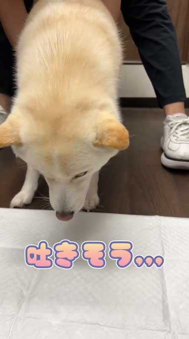 柴犬 ユリ 誤食 中毒 動物病院 診察