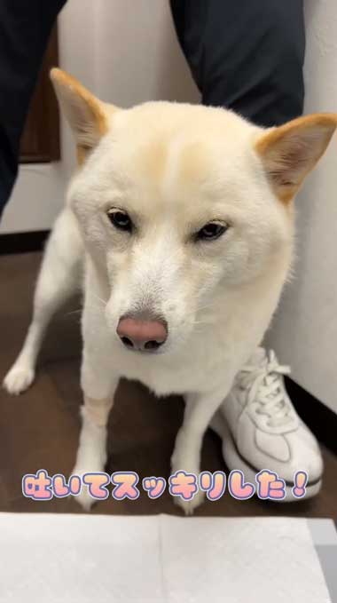 柴犬 ユリ 誤食 中毒 動物病院 診察