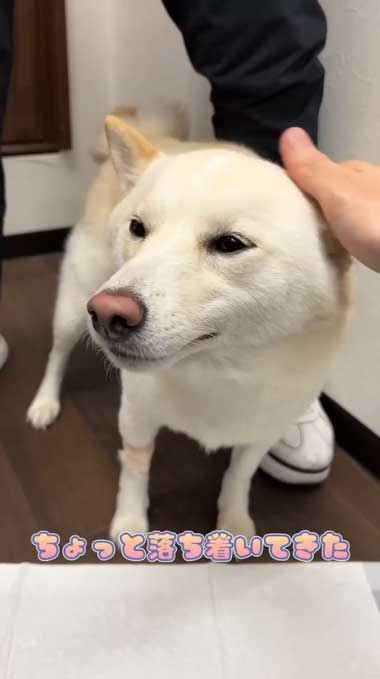 うれしそうな柴犬