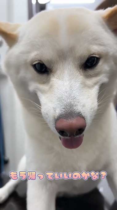 笑顔かわいい柴犬