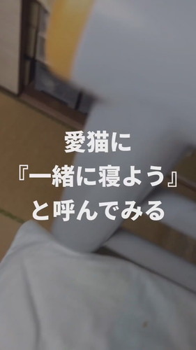 「愛猫に『一緒に寝よう』と呼んでみる」