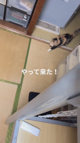 タマちゃん登場