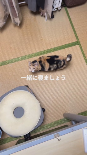 見上げて近寄る