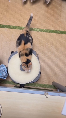 ベッドに向かう猫