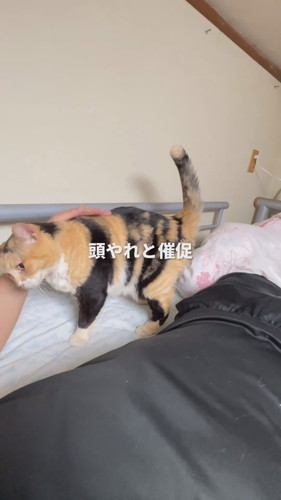 頭なでられる猫