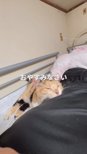 おやすみ猫