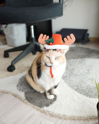 トナカイタマちゃん