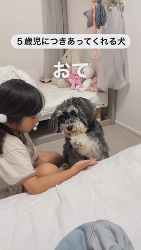 「5歳児につきあってくれる犬」