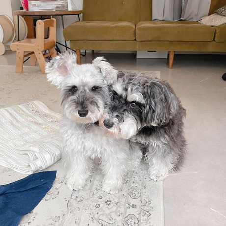 ジジちゃんとトトちゃん