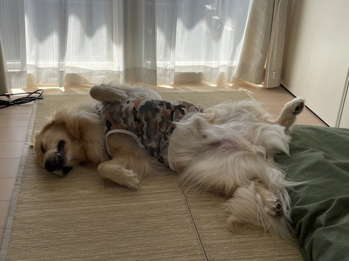 気持ちいいチップくん