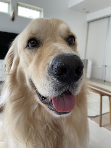 チップくんアップ