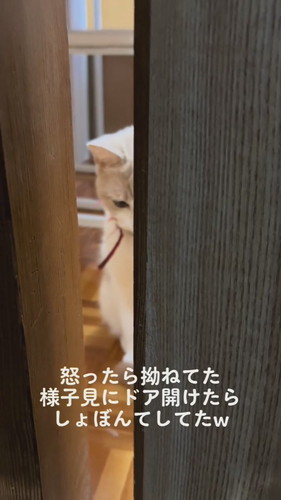 怒られてしょぼん猫