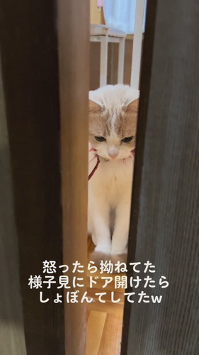 ドア開けた画像