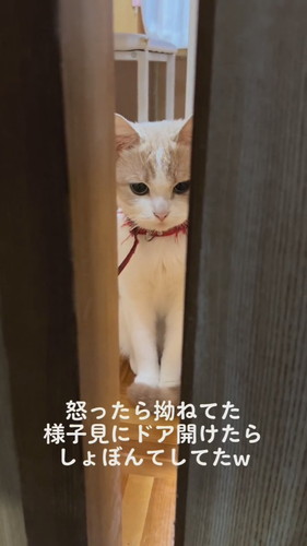 怒られてしょぼんとするつむじちゃん